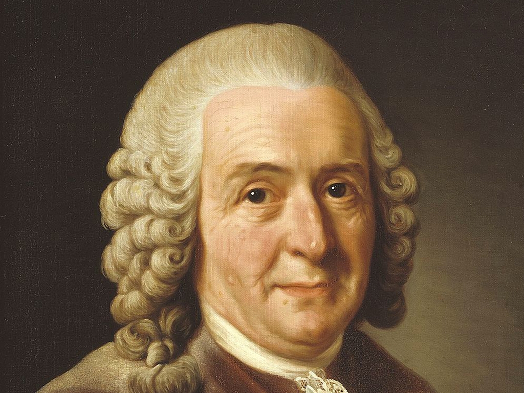 Immagine di Carl von Linné Linneo