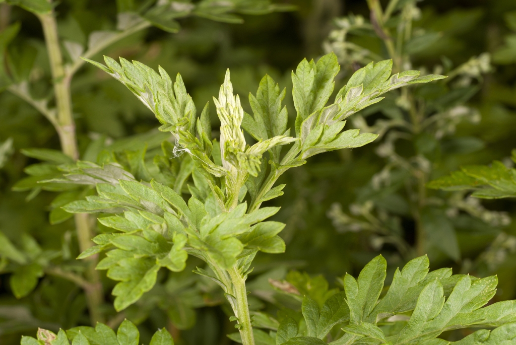 Cure e rimedi naturali con l'Artemisia